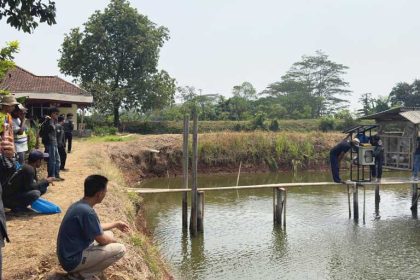 Budidaya