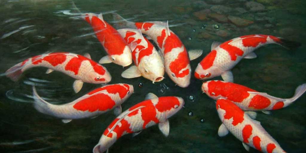 Cara Memelihara Ikan Koi di Rumah untuk Dijual Kembali